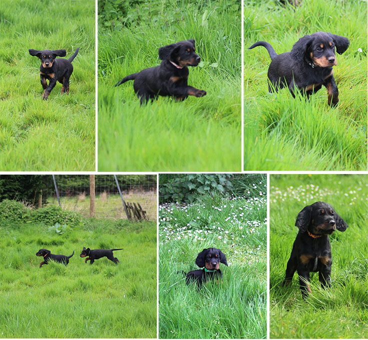 Working Gordon Setters Field Trial Dogs in the UK
