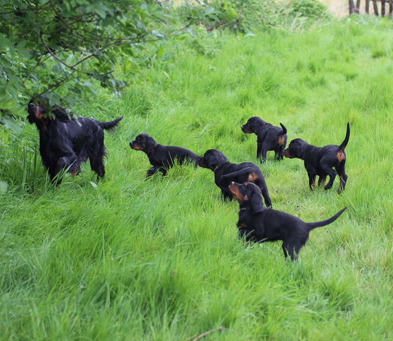 Working Gordon Setters Field Trial Dogs in the UK