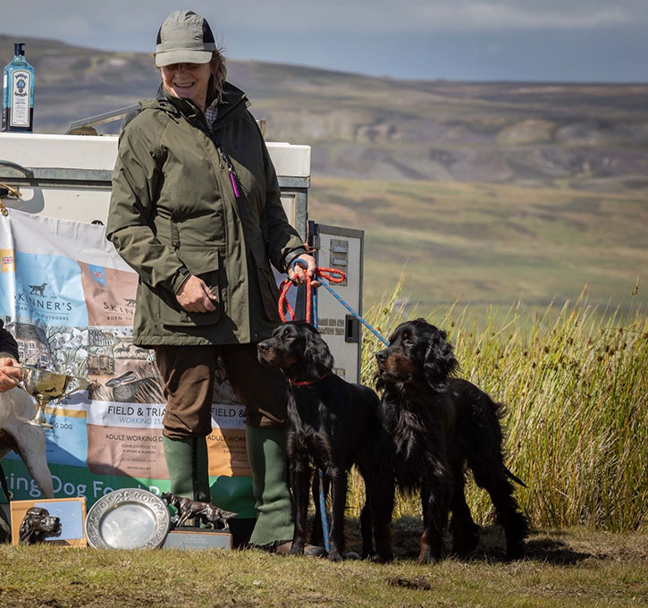 Working Gordon Setters Field Trial Dogs in the UK