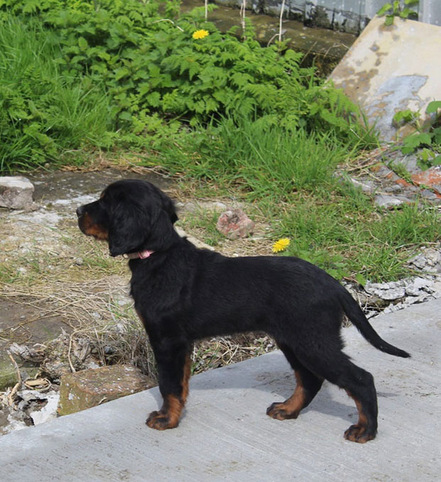 Working Gordon Setters Field Trial Dogs in the UK